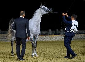 World Arabian Horse Championship 2023