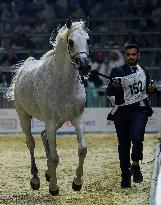 World Arabian Horse Championship 2023