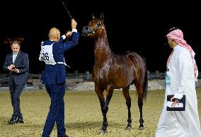 World Arabian Horse Championship 2023