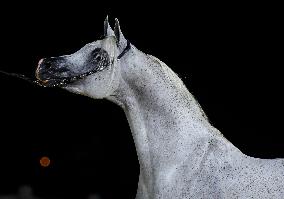 World Arabian Horse Championship 2023