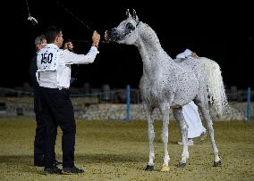 World Arabian Horse Championship 2023