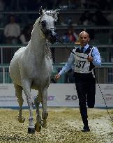 World Arabian Horse Championship 2023