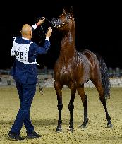 World Arabian Horse Championship 2023