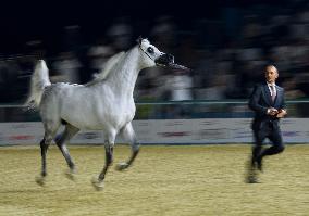 World Arabian Horse Championship 2023