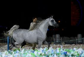 World Arabian Horse Championship 2023