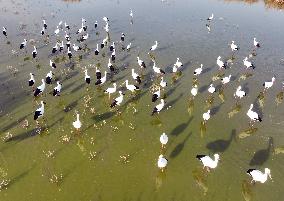 Oriental White Storks