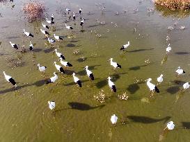 Oriental White Storks