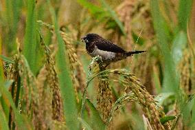 India Wildlife