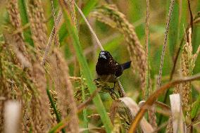 India Wildlife