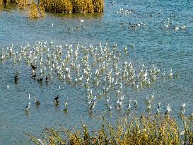 An Ecological Wetland in Hefei