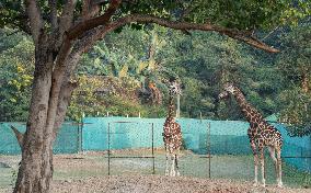 Assam State Zoo In India