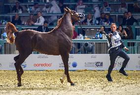 World Arabian Horse Championship 2023