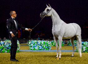 World Arabian Horse Championship 2023