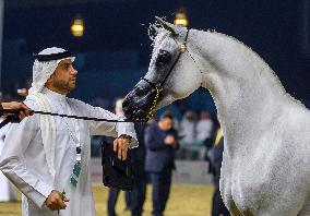 World Arabian Horse Championship 2023