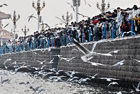 CHINA-SHANDONG-QINGDAO-SEAGULLS (CN)