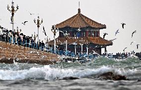 CHINA-SHANDONG-QINGDAO-SEAGULLS (CN)