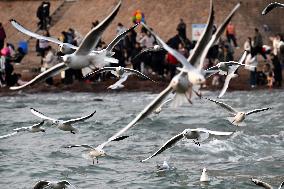 CHINA-SHANDONG-QINGDAO-SEAGULLS (CN)