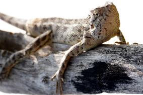 Oriental Garden Lizard - India