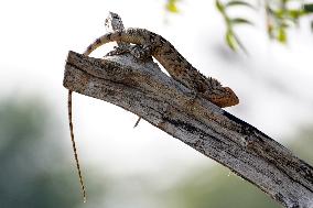 Oriental Garden Lizard - India