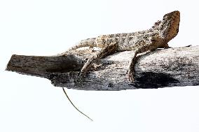 Oriental Garden Lizard - India