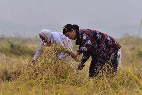 Daily Life In India