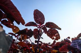 Red Spinach - Amaranthus Dubius