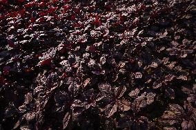Red Spinach - Amaranthus Dubius