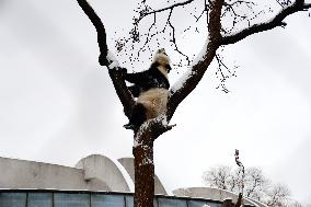 Giant panda Meng LAN Rest in The Snow at Beijing Zoo in Beijing