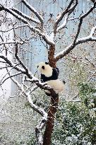 Giant panda Meng LAN Rest in The Snow at Beijing Zoo in Beijing