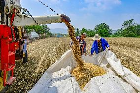 2023 China Total Grain Output Increase