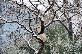 Giant panda Meng LAN Rest in The Snow at Beijing Zoo in Beijing