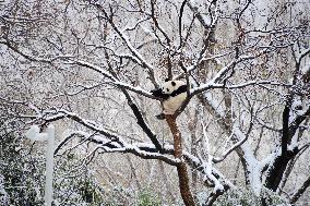 Giant panda Meng LAN Rest in The Snow at Beijing Zoo in Beijing