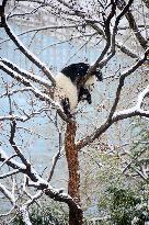 Giant panda Meng LAN Rest in The Snow at Beijing Zoo in Beijing