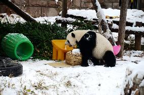 Giant panda Meng LAN Rest in The Snow at Beijing Zoo in Beijing