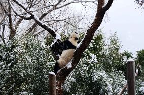 Giant panda Meng LAN Rest in The Snow at Beijing Zoo in Beijing