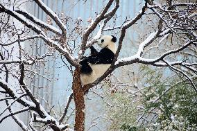 Giant panda Meng LAN Rest in The Snow at Beijing Zoo in Beijing