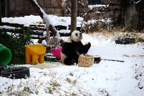 Giant panda Meng LAN Rest in The Snow at Beijing Zoo in Beijing