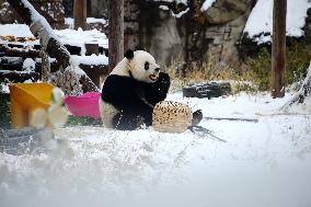 Giant panda Meng LAN Rest in The Snow at Beijing Zoo in Beijing