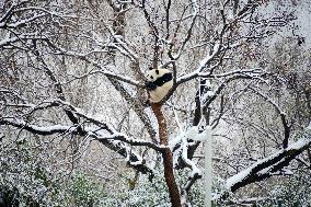 Giant panda Meng LAN Rest in The Snow at Beijing Zoo in Beijing