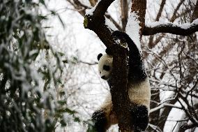 Giant panda Meng LAN Rest in The Snow at Beijing Zoo in Beijing