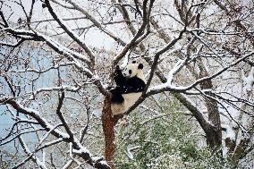 Giant panda Meng LAN Rest in The Snow at Beijing Zoo in Beijing