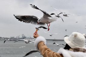 Black-headed Gull