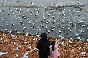 Black-headed Gull