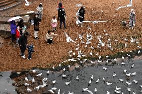 Black-headed Gull