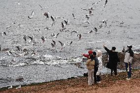 Black-headed Gull