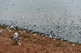 Black-headed Gull