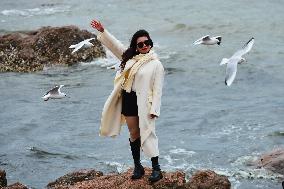 Black-headed Gull