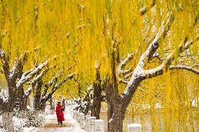 Snow Scenery in Zouping