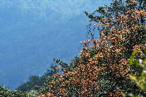 THAILAND-KHAO YAI NATIONAL PARK