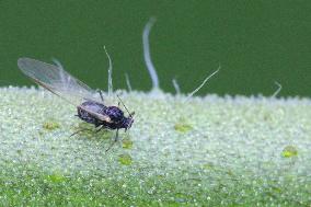 Strawberry Aphid